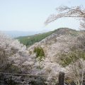 吉野の桜を見てきました♪